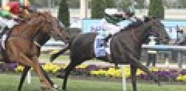 Mukhadram Cox Plate picture clearer after Juddmonte