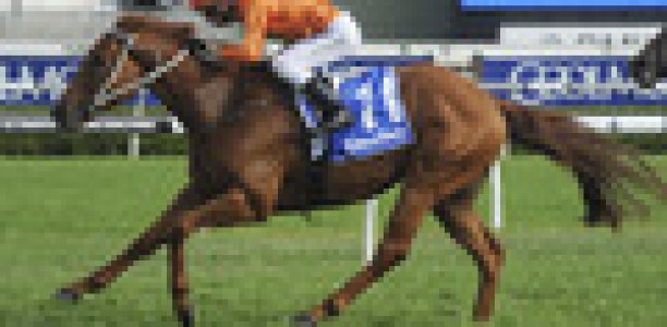 Terravista heavily backed at Royal Randwick