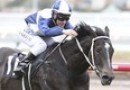 Query over Zebulon in Caulfield Guineas