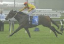 Lankan Rupee named Australian Horse Of The Year