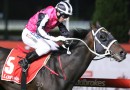 Key scratching in Caulfield Guineas Field