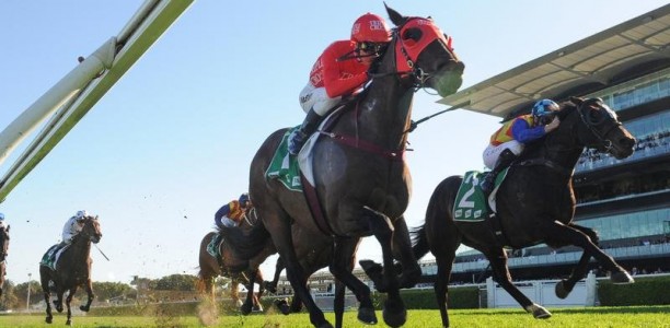 Redzel in great shape ahead of Everest