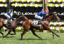 Cross Counter returns to defend Melbourne Cup