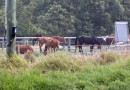 Horse welfare on ministers’ meeting agenda