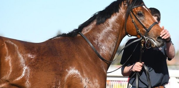 Super Seth bought by Waikato Stud