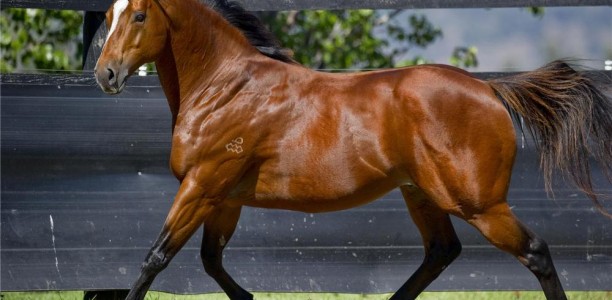 Leading Australian sire forced to retire