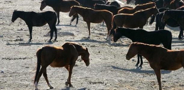 CCTV for Qld abattoirs after cruelty probe