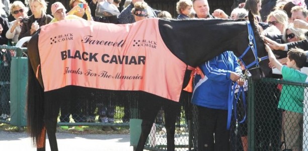 Black Caviar to attend Lightning Stakes