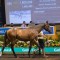 2021 Magic Millions Gold Coast Yearling Sale with biggest book to date