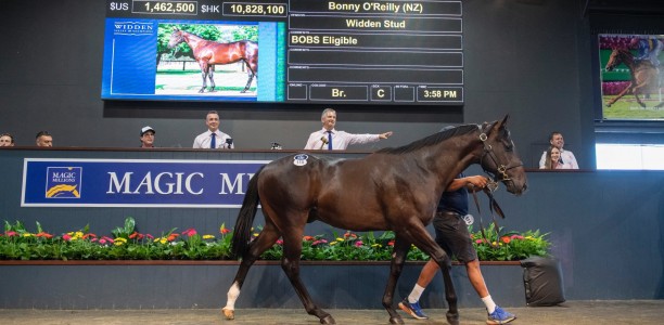 Snitzel colt sells for $1.9million