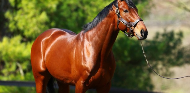 First Australian winner for US Triple Crown hero