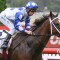 Boom sprinter heavily backed in the Hareeba Stakes