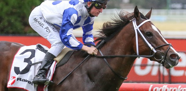 Boom sprinter heavily backed in the Hareeba Stakes