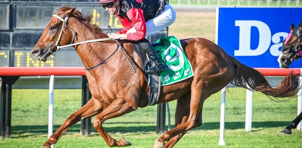 Punters plunge on star mare in The Kosciuszko