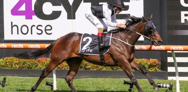 First Immortal the heavily backed favourite in the Geelong Cup