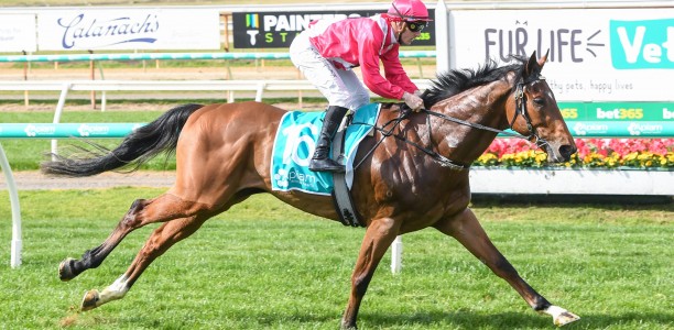 Verdad to take improvement into Australian Guineas