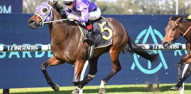 Star Waller mare short odds in the Guy Walter Stakes