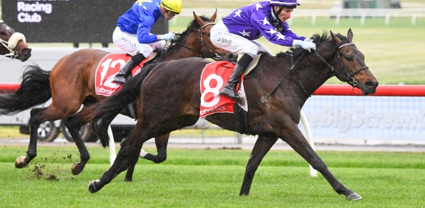 Low gate key for Australian Guineas placegetter