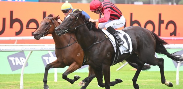 Tropical Squall too tough in Surround Stakes