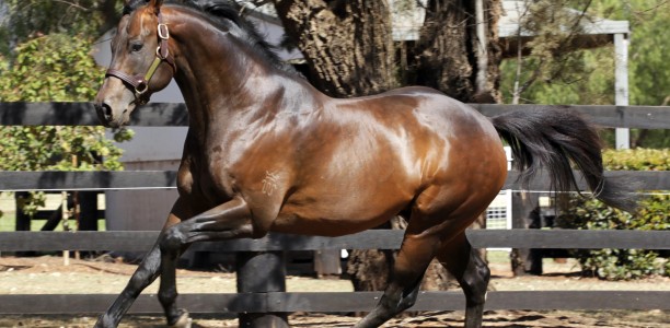 Stallion fees cut as economic squeeze hits breeding industry