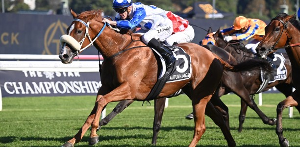 Melbourne filly heads odds in the Rough Habit Plate