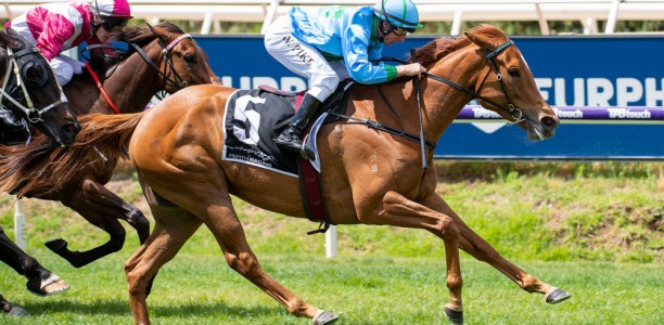 Body blow for top WA mare