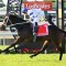 G1 winner Kovalica heads odds in the Doomben Cup