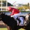 Maher filly knocks their Socks off in Queensland Oaks