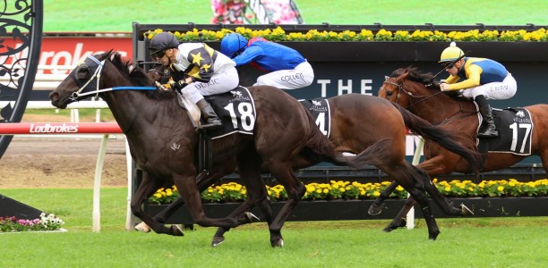 Stradbroke mount reward for hard work