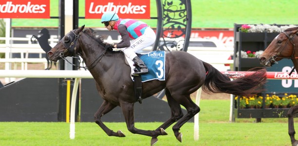 Antino heads early odds for the Stradbroke Handicap