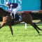 Neasham out to cause Mighty upset in Stradbroke Handicap