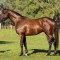 Small share in Zoustar sells for a whopping $1.3 million