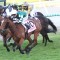 Classic win caps sweet Ipswich Cup day for Vlad Duric