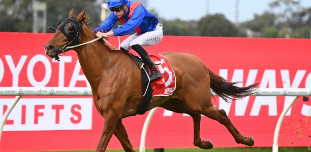 Golden afternoon for Chad Schofield at Rosehill
