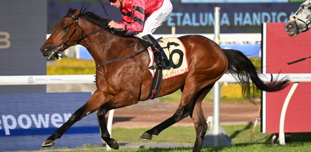 Bear On The Loose hunting another Sydney success