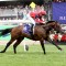 Schwarz to chase G1 glory in Manikato Stakes