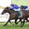 Godolphin’s alpha colts have stranglehold on Golden Rose