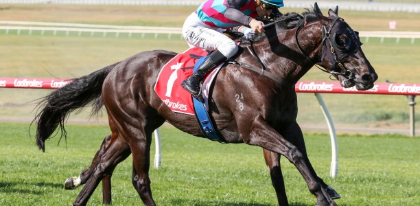 Antino primed for Toorak Handicap assault