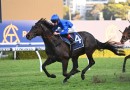 Pericles primed for Hill Stakes test