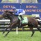 Royal Patronage ripe for Hill Stakes