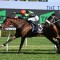 Think About It to overcome wide draw in Sydney Stakes