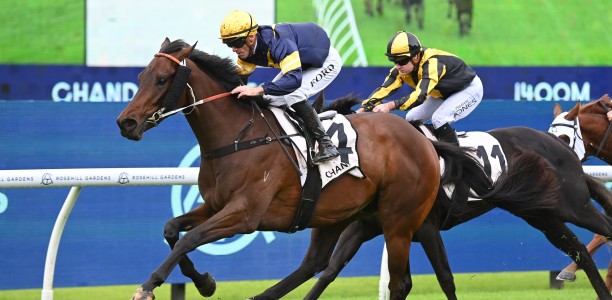 Swiftfalcon on song for G1 Spring Champion Stakes