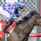 Pride Of Jenni set to back-up in Cox Plate