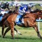 Ciaron Maher with two Geelong Cup hopes