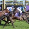 Star ruled out of 2024 Melbourne Cup contention