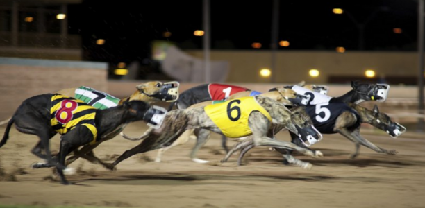 Greyhounds return to Racing.com for Dream Chasers Festival