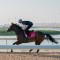 Spirit Dancer returns for the Bahrain International Trophy