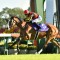 Cervinia heads odds in wide open Japan Cup field