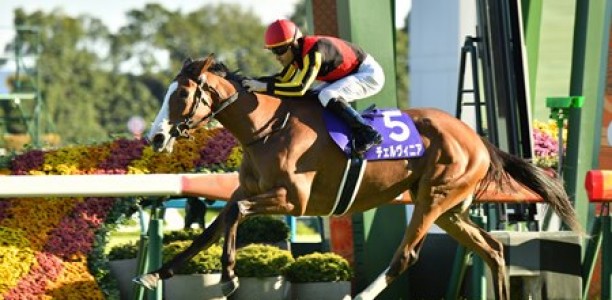 Cervinia heads odds in wide open Japan Cup field