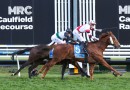 Cranbourne Cup draw a concern for Jusufovic